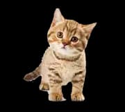 Pets & Accessories